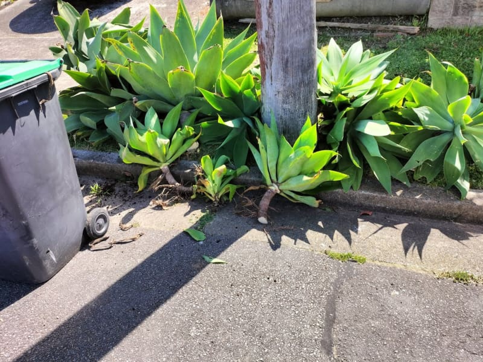 plants