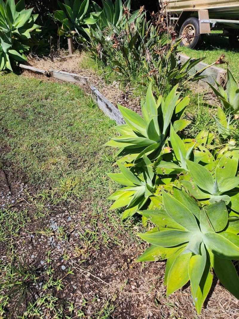 plants