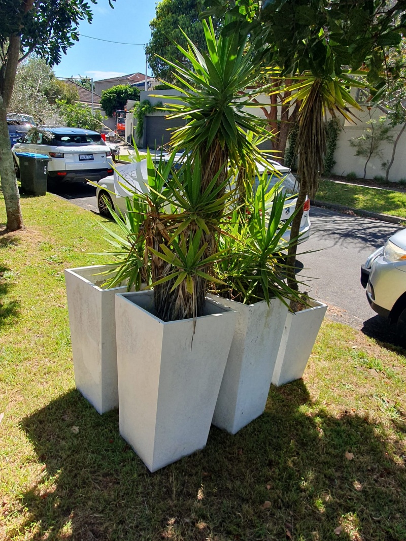 plants