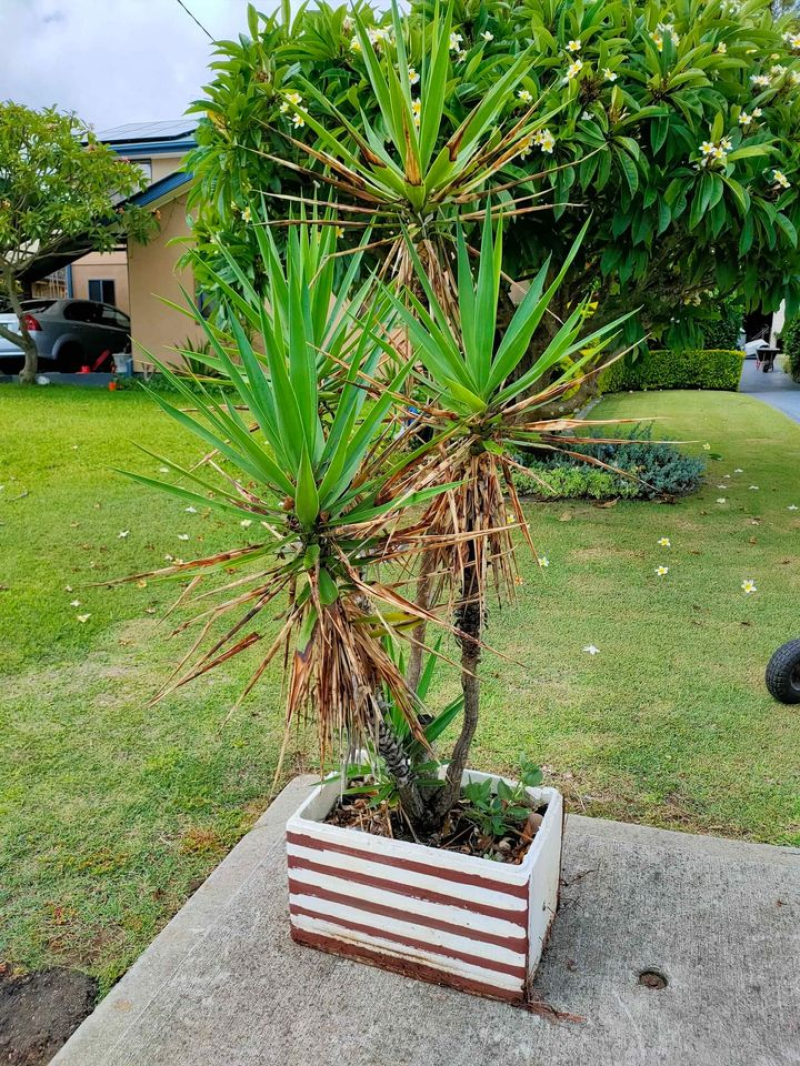 plants
