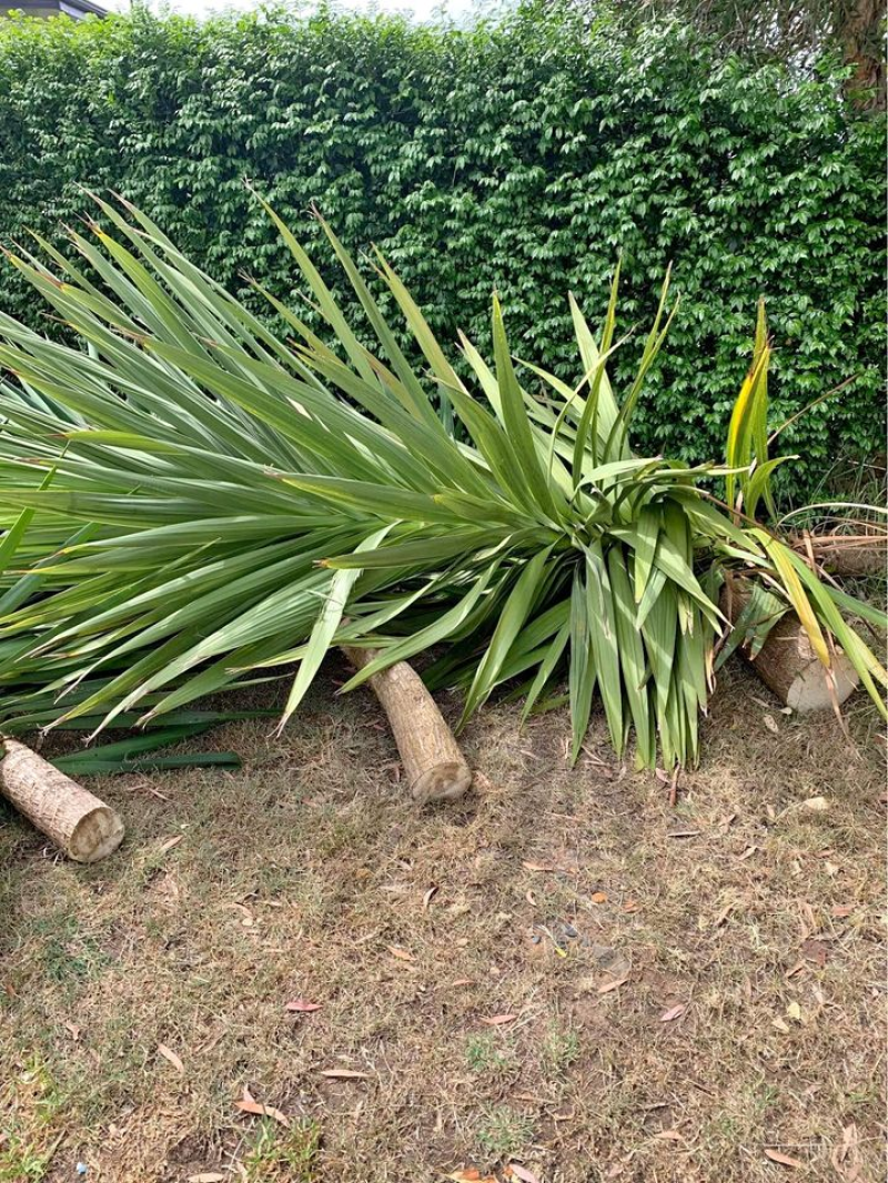 plants